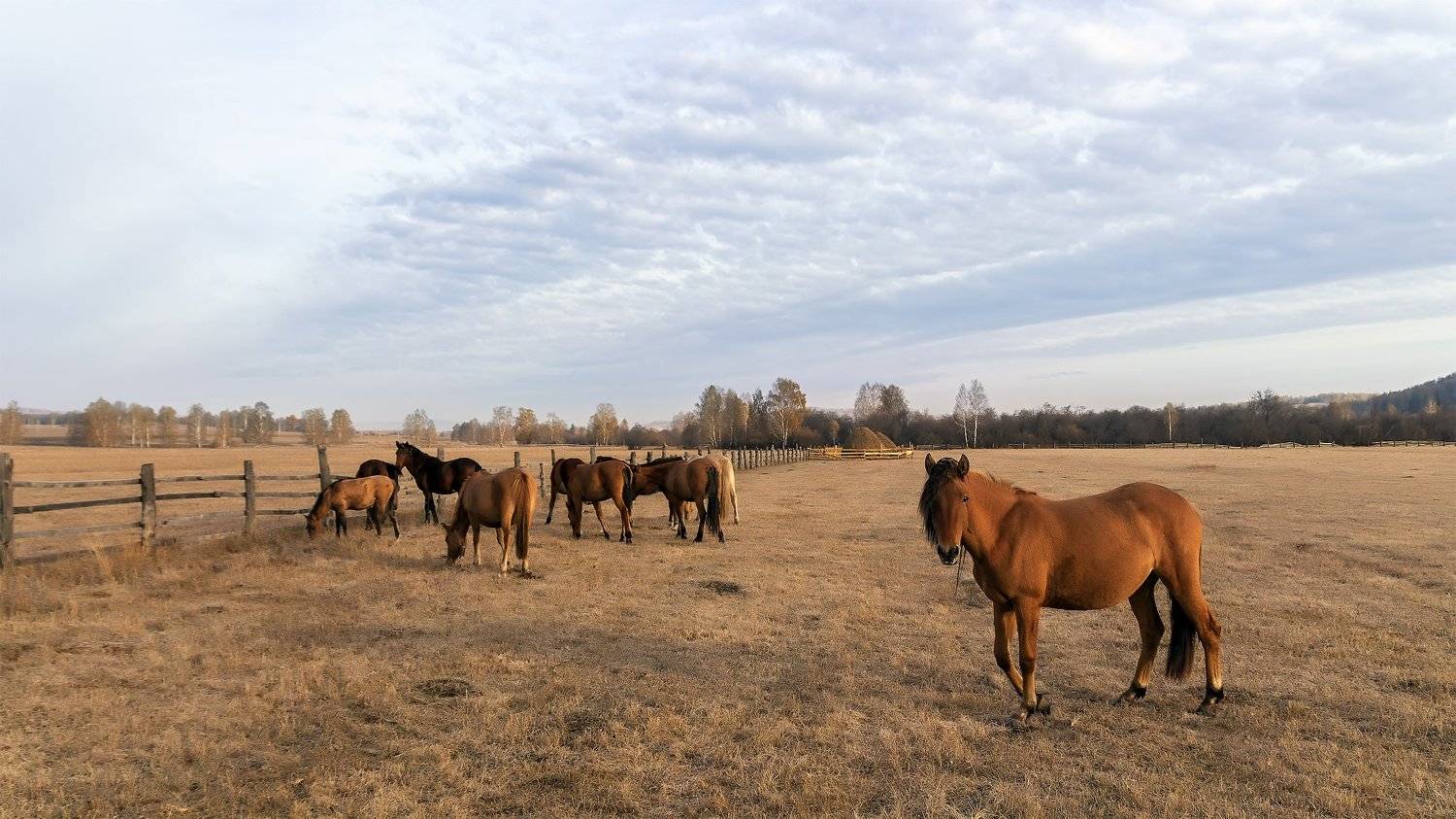 , Леонид Максименко