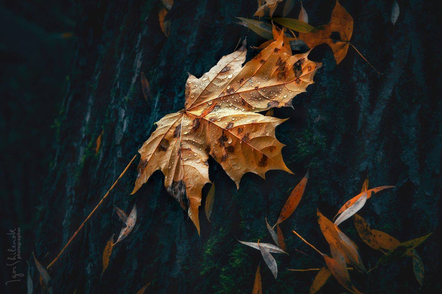 , Игорь Шиленок