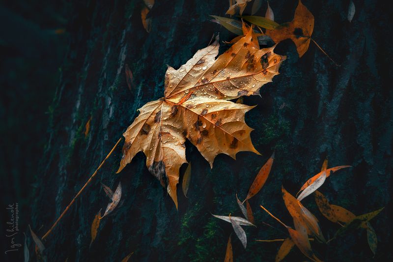 После дождя фото превью