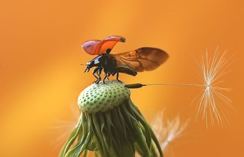 макро,божья коровка, Парашют для слабаков фото превью