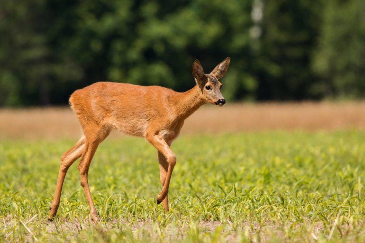 косуля, поле,, Владимир Пакалевич