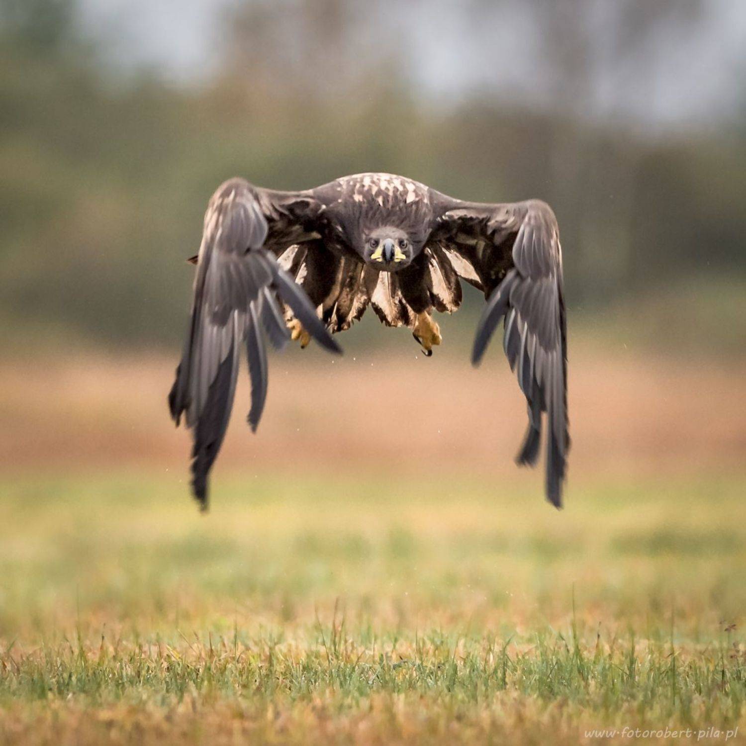 bielik , Haliaeetus albicilla, bird, bird of prey, Robert Szmytkowski