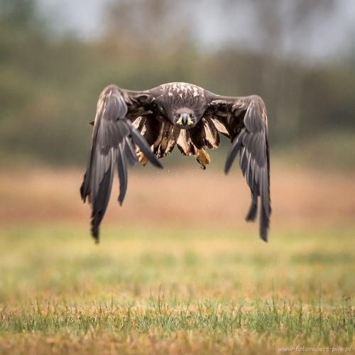 Bielik - Haliaeetus albicilla