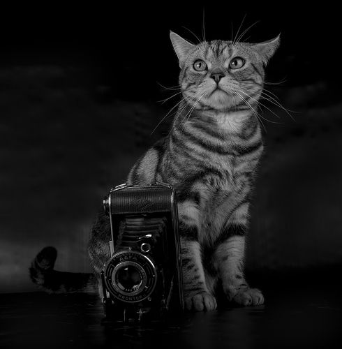 Маркиз - Фотограф