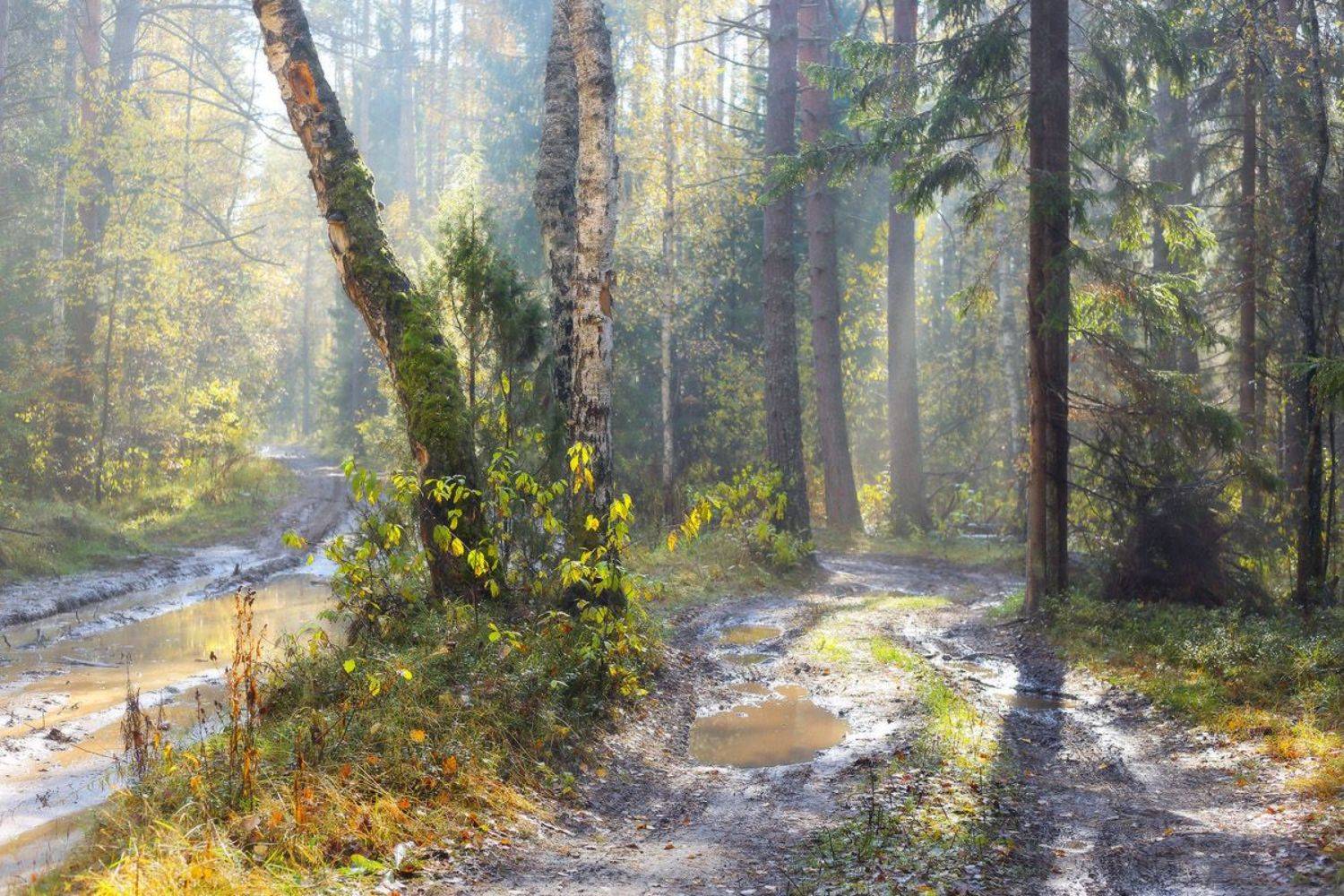 осень лес дороги свет, Дмитрий Алексеев