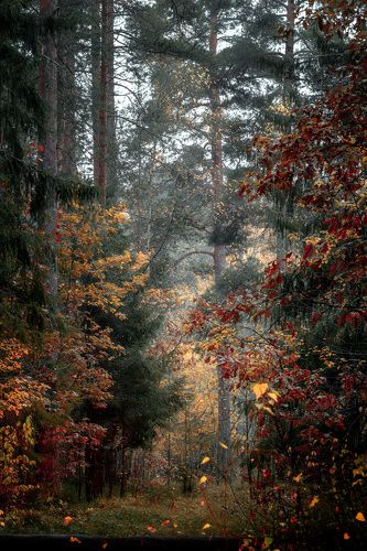 Лес у Плещеева озера