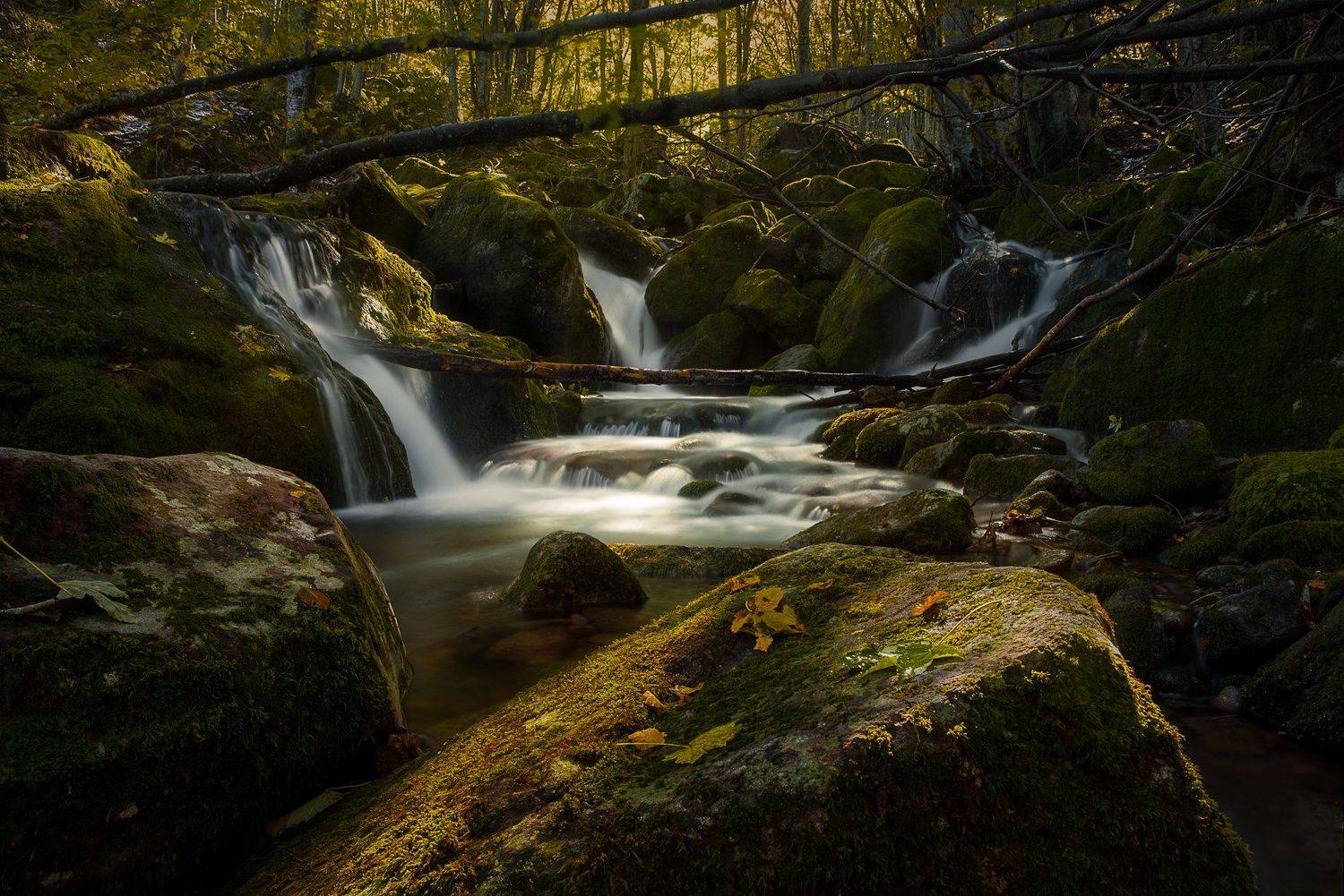 , Борислав Попов