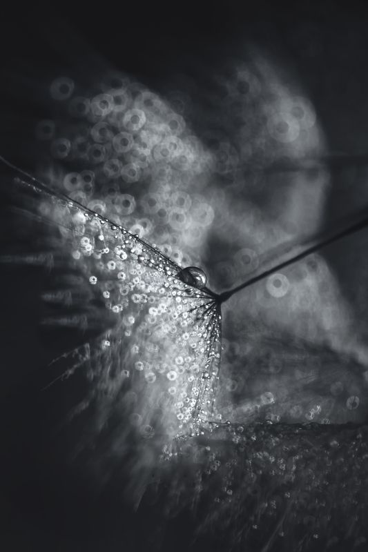 water, macro, light, drops, drop, dandelion, droplet, dandelion seed,droplets, капелька, вода, макро, свет, капли, одуванчик, капельки, black and white, bokeh, dof, ring bokeh, backlight ./ фото превью