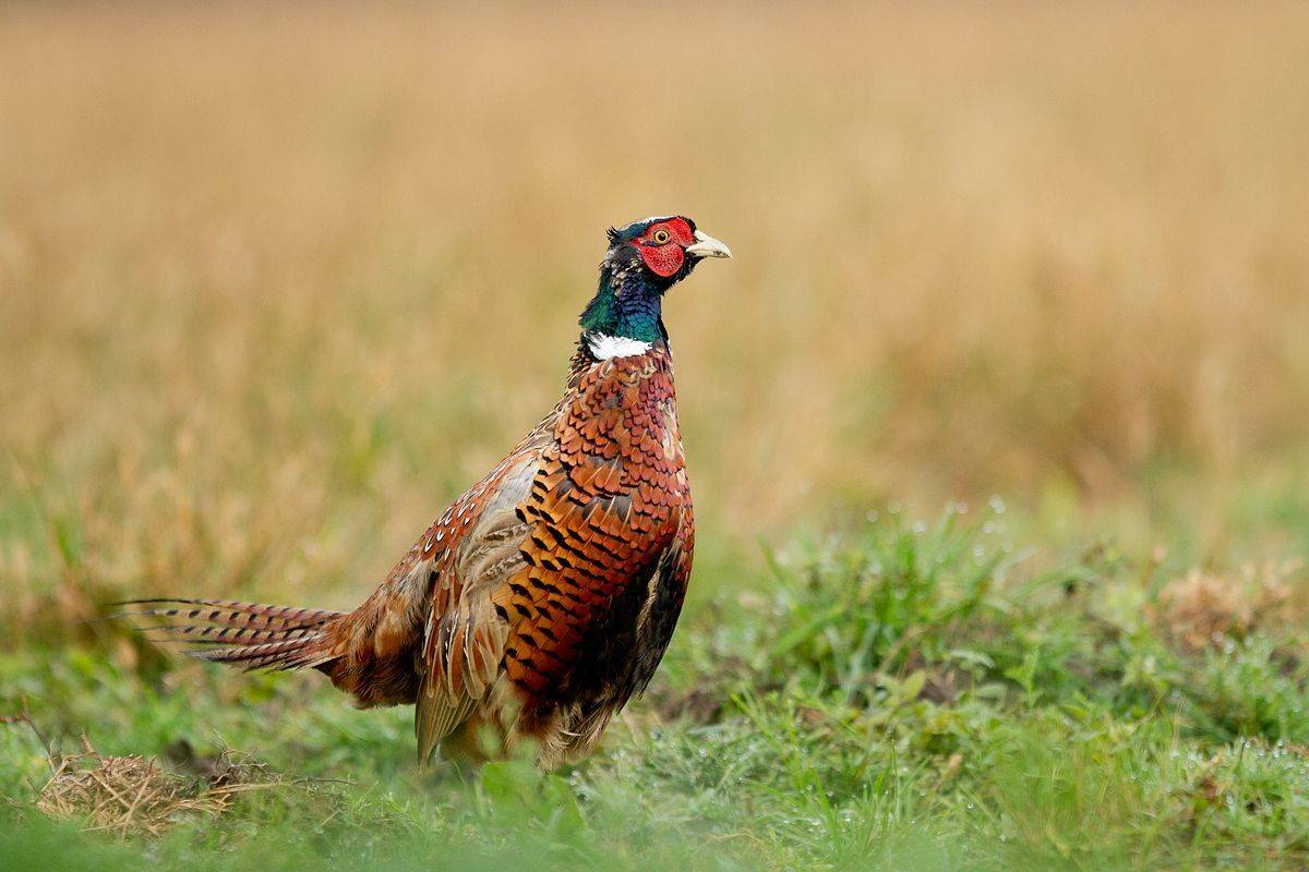 , Janina J?drzejewska-Szombara