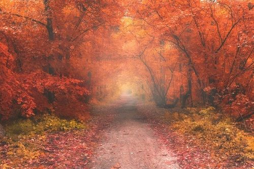 Дорога через осень