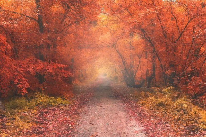 осень, лес, дорога, утро Дорога через осень фото превью