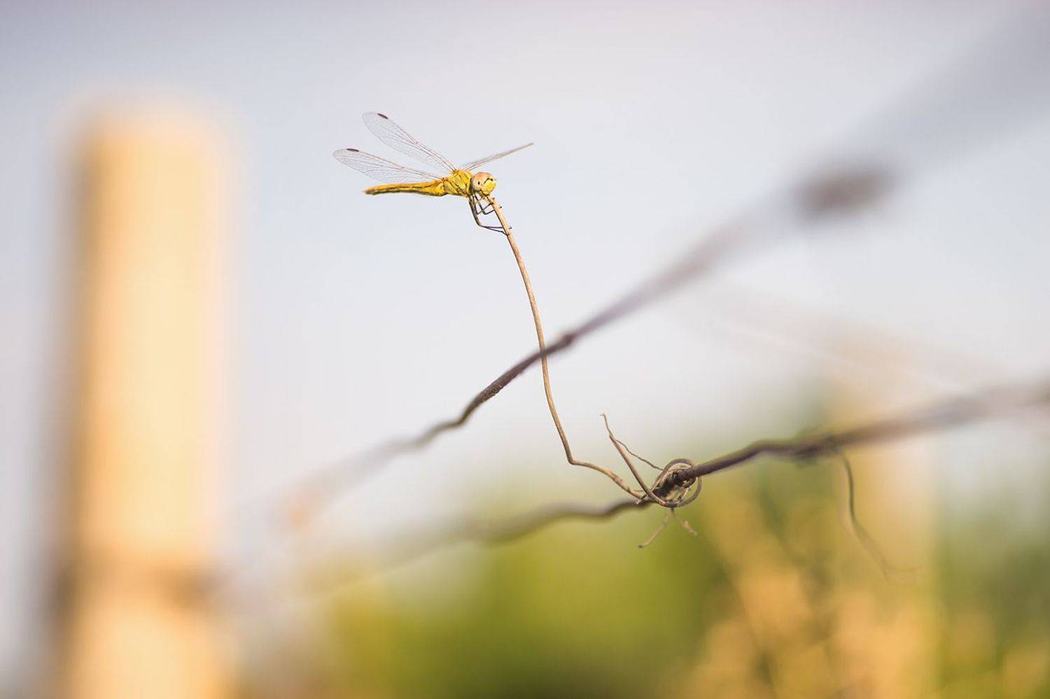 стрекоза, саксофон, Макс
