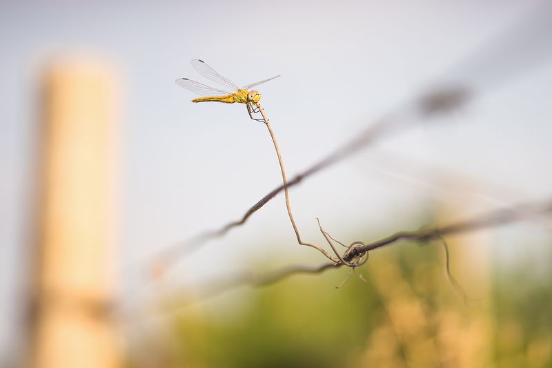 стрекоза, саксофон \