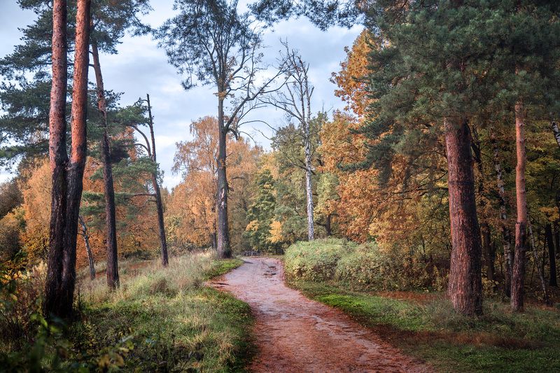 осень, парк, измайлово, сосны, В осеннем лесу фото превью