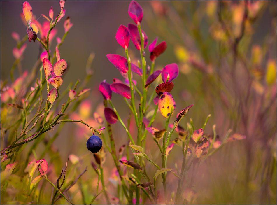 , Бурлов Андрей