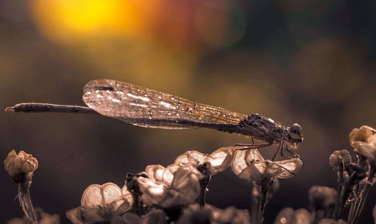 природа, макро, стрекоза,, Неля Рачкова