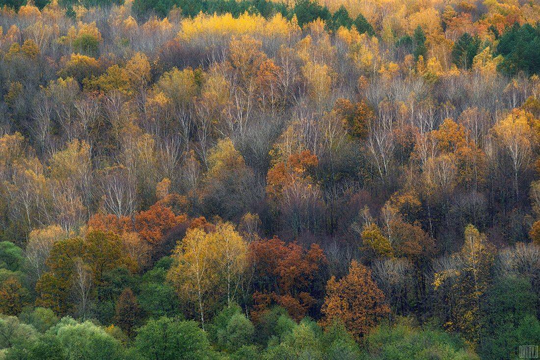 осень, краски, лес, деревья, пейзаж,, Дмитрий Доронин