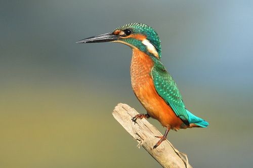 Wildlife