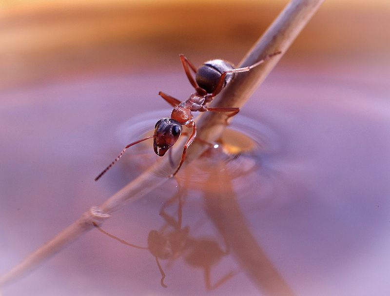 Гляжусь в тебя, как в зеркало, до головокружения.. фото превью