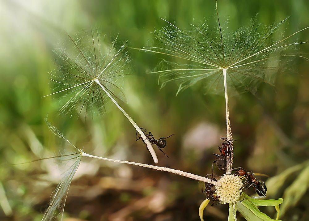 муравьи,макро,, Гарик Соколов