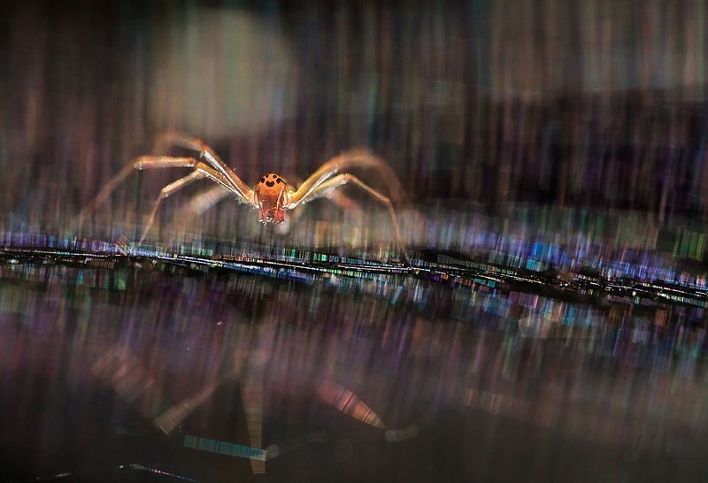 паутина, паук Антиподы фото превью