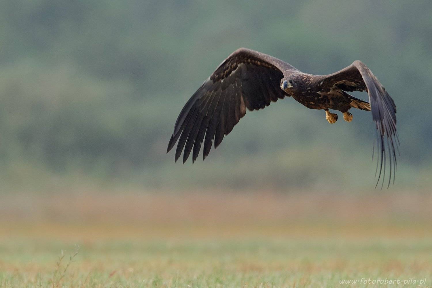  bielik, Haliaeetus albicilla, Robert Szmytkowski