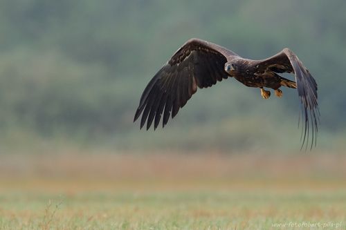  bielik, birkut (Haliaeetus albicilla)