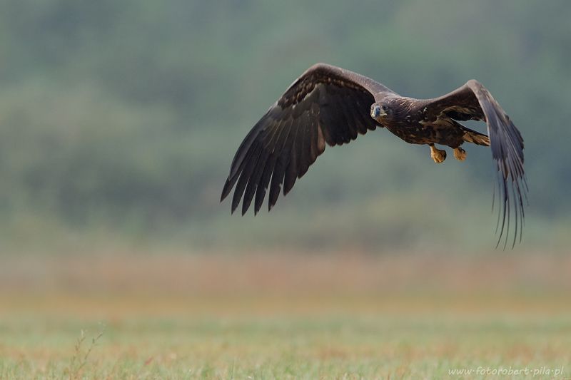 bielik, Haliaeetus albicilla  bielik, birkut (Haliaeetus albicilla) фото превью