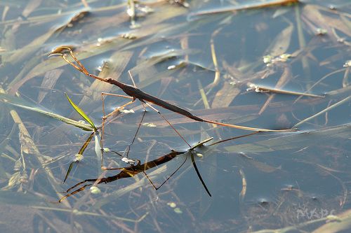 Водный палочник