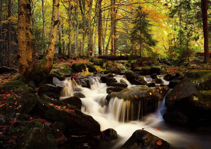 The Autumn beauty of nature фото превью