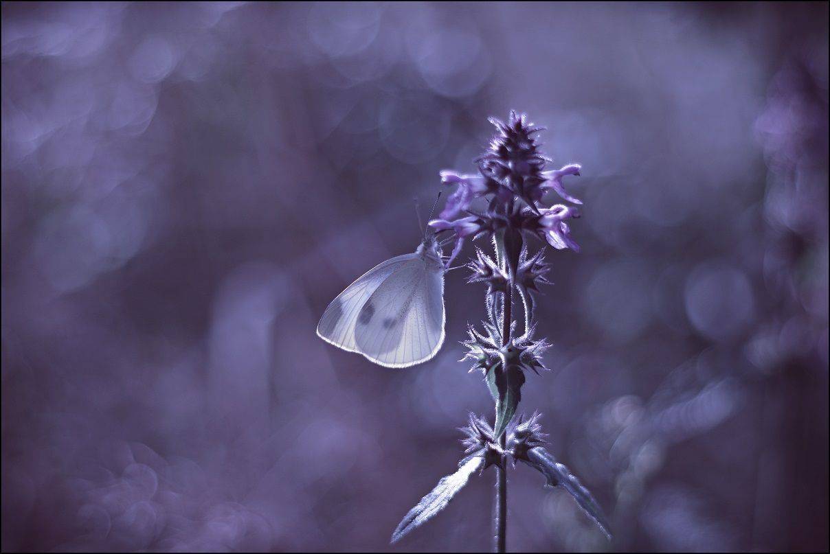 , Krzysztof Trojanowski