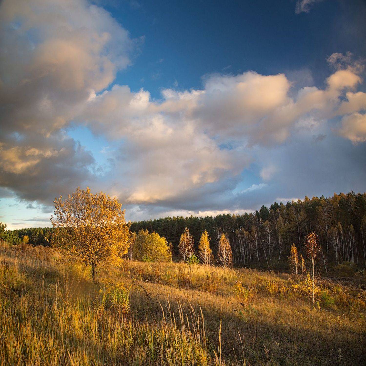 осень, золотая осень, березы, облака, небо, Голубев Дмитрий