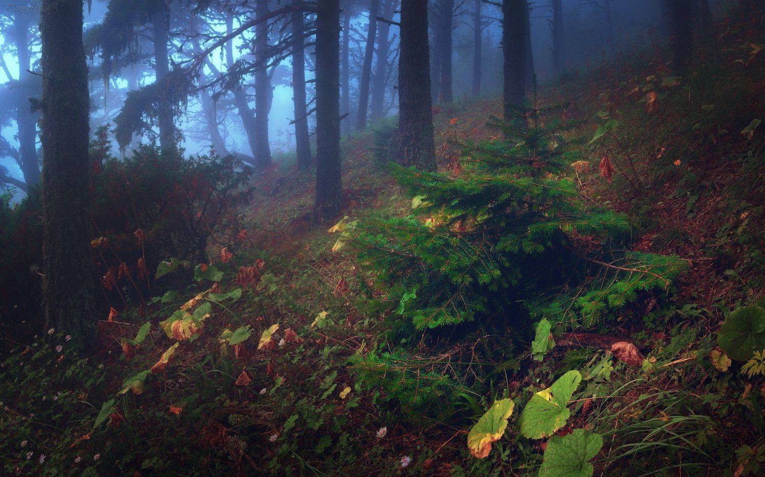 , Михаил Дубровинский