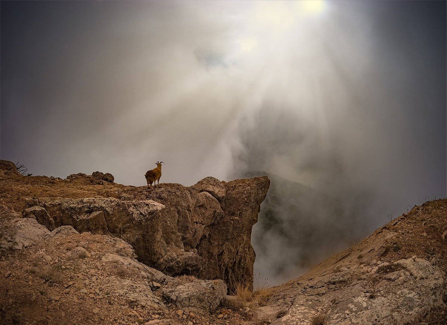 пейзаж, коза, лучи, Макс
