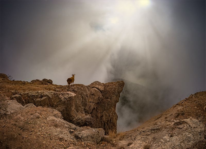 пейзаж, коза, лучи \
