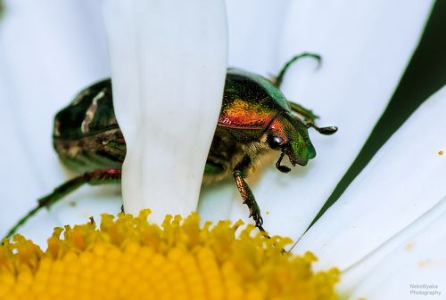 Бронзовка золотистая