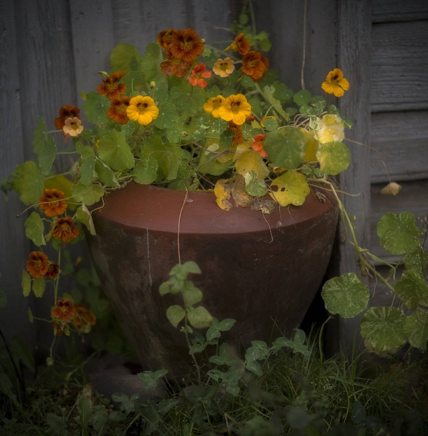 , Козлов Пётр