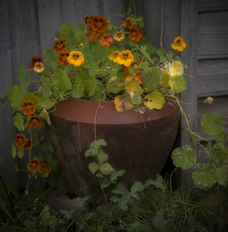 *** фото превью