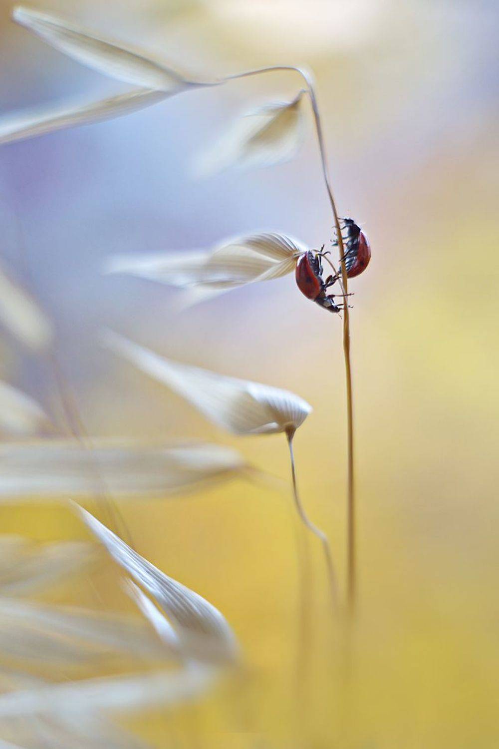 божья коровка, жук, насекомое, макро, природа, боке, пецваль, Елена Соловьёва