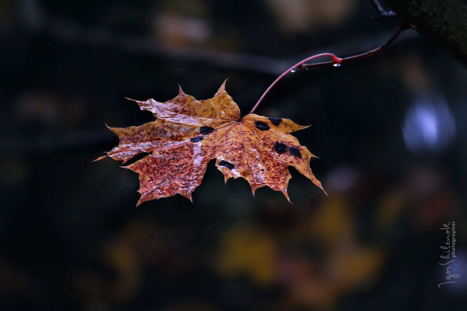 осень, листья, Игорь Шиленок