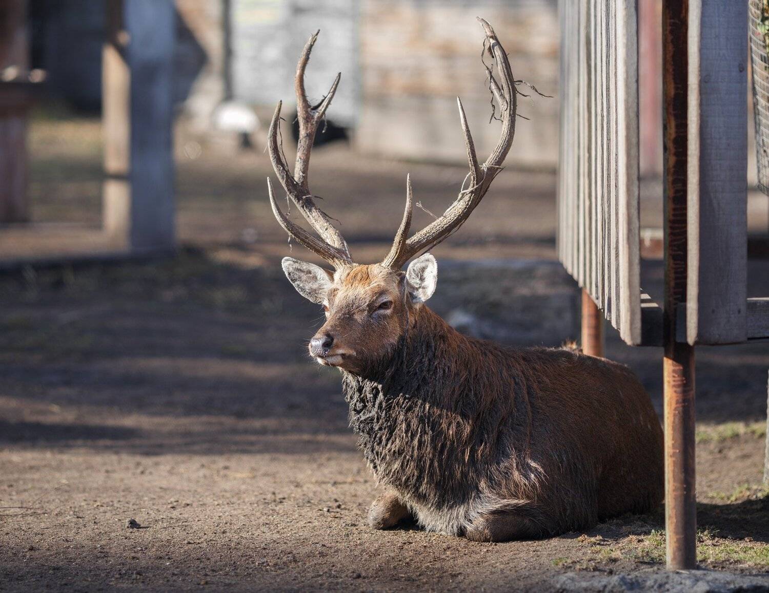 , Олег Богданов