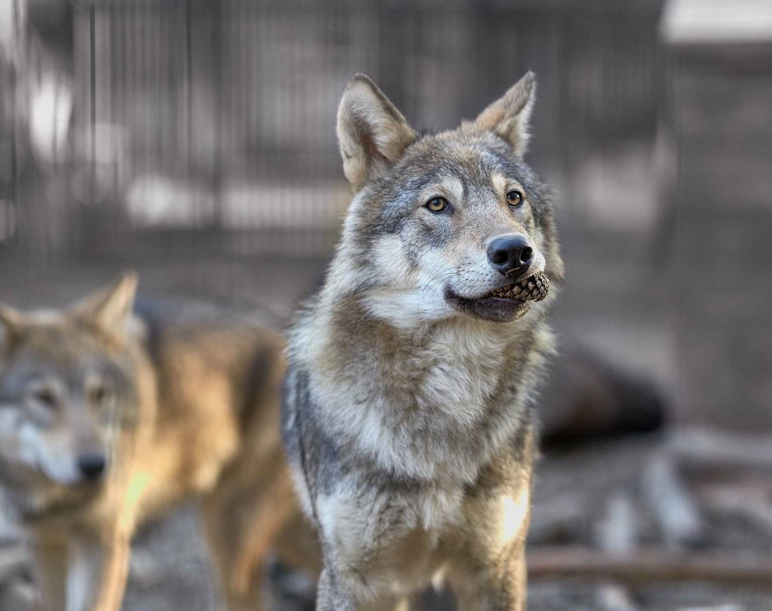 , Олег Богданов