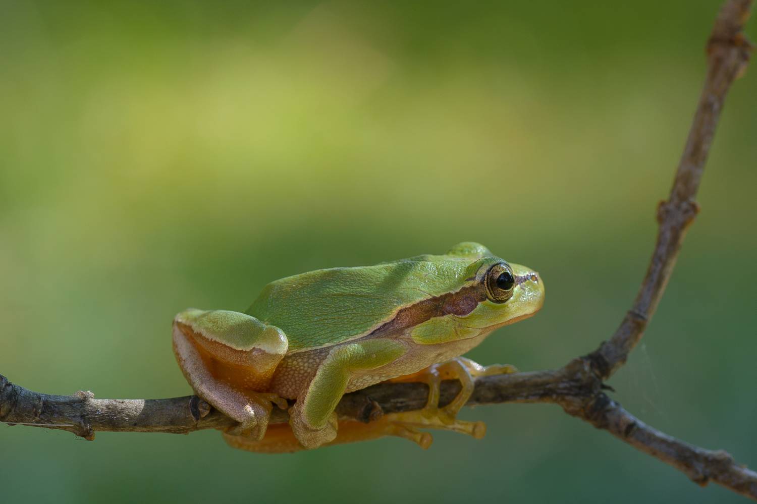 , Кузнецов Дмитрий