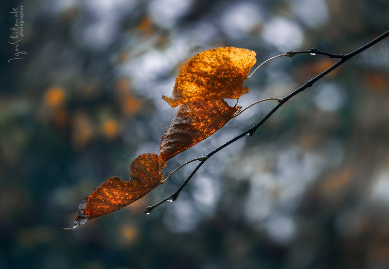 осень, листья Есть в осени первоначальной Короткая, но дивная пора ...(Ф. Тютчев) фото превью