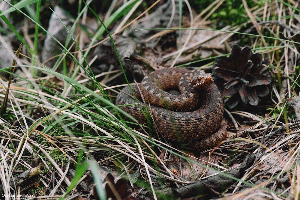 природа,лес,гадюка,животные,красотка,змея, Taras