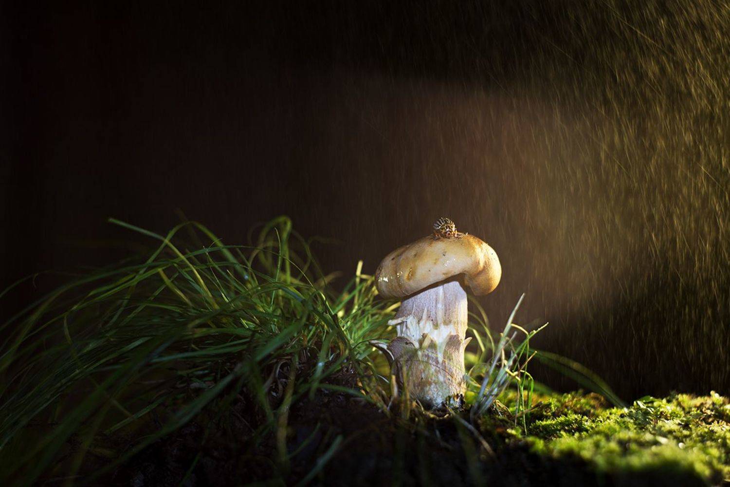 , Тамара Морозова