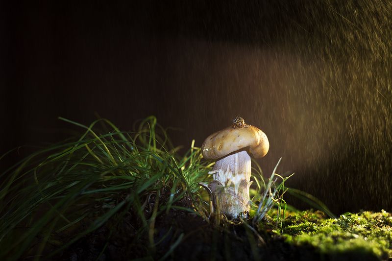 Маленький грибник... фото превью