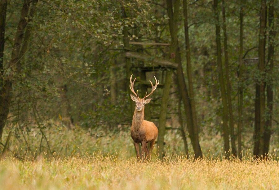 , Janina J?drzejewska-Szombara
