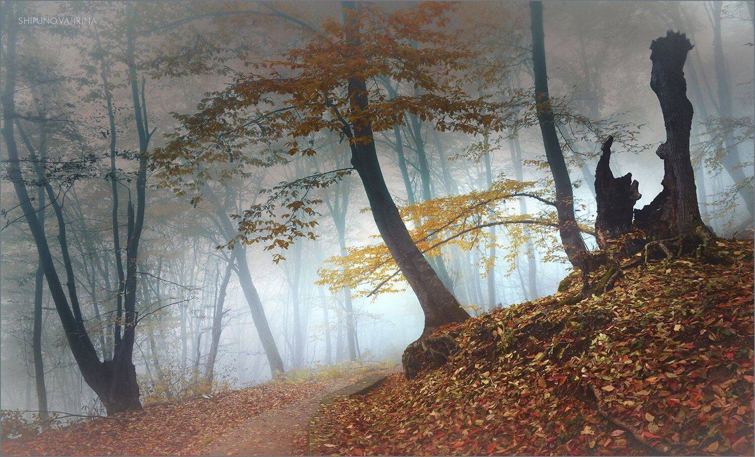 , Шипунова Ирина