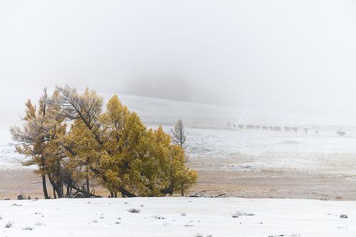 В утреннем тумане